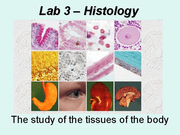Lab 3 – Histology The study of the tissues of the body 