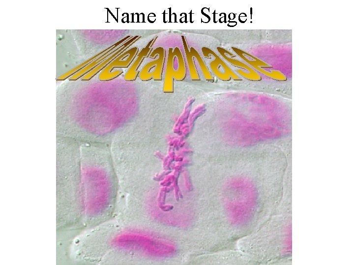 Name that Stage! 