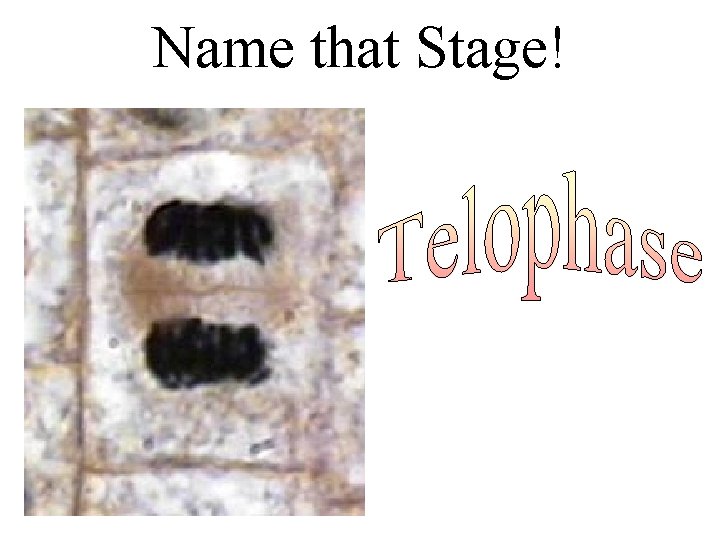 Name that Stage! 