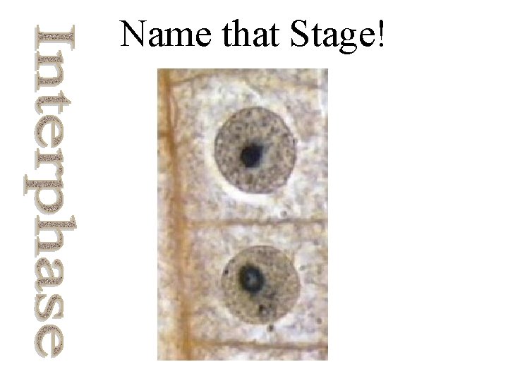 Name that Stage! 