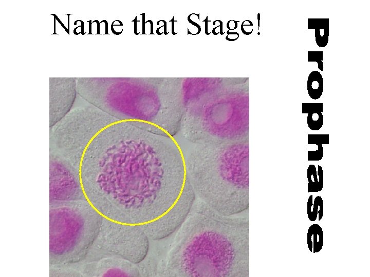Name that Stage! 
