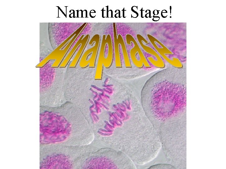 Name that Stage! 