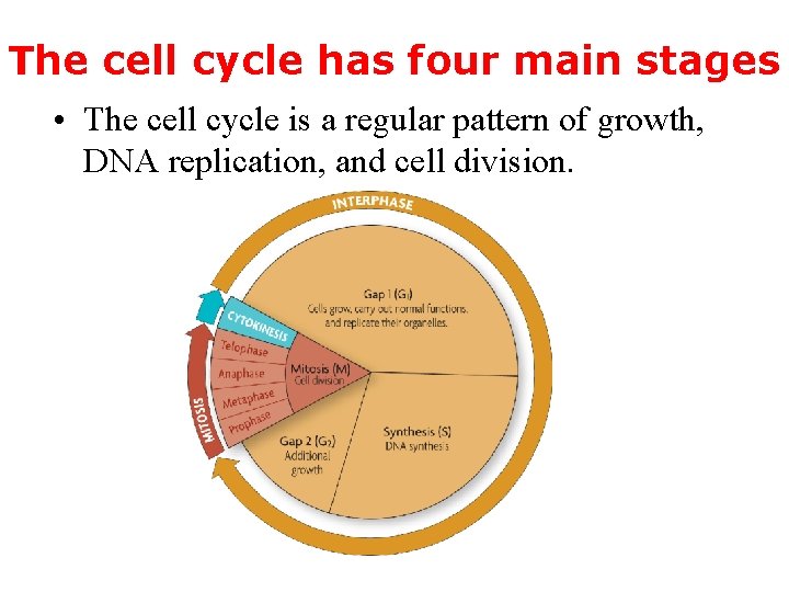 The cell cycle has four main stages • The cell cycle is a regular