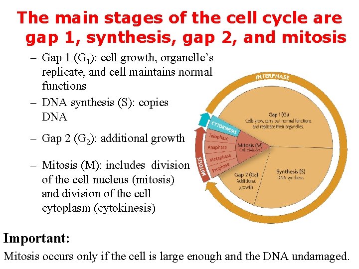 The main stages of the cell cycle are gap 1, synthesis, gap 2, and