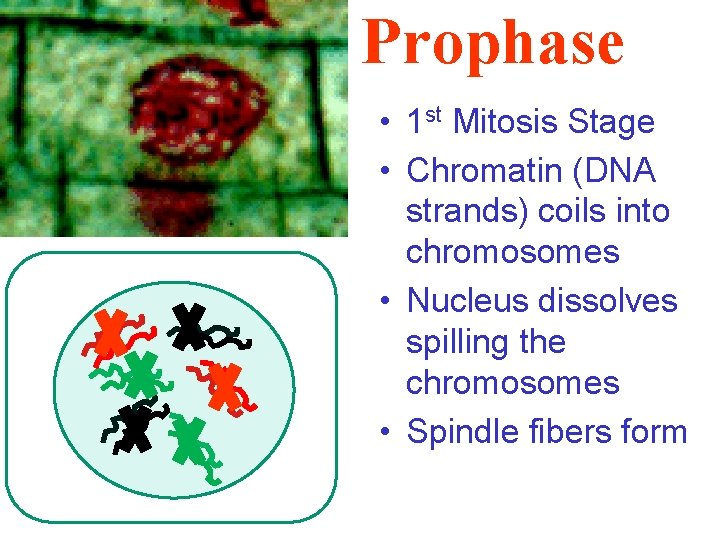 Prophase • 1 st Mitosis Stage • Chromatin (DNA strands) coils into chromosomes •