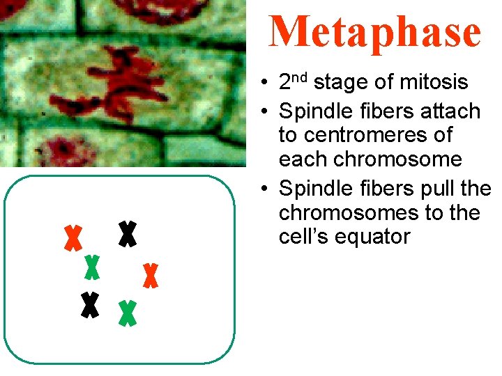 Metaphase • 2 nd stage of mitosis • Spindle fibers attach to centromeres of