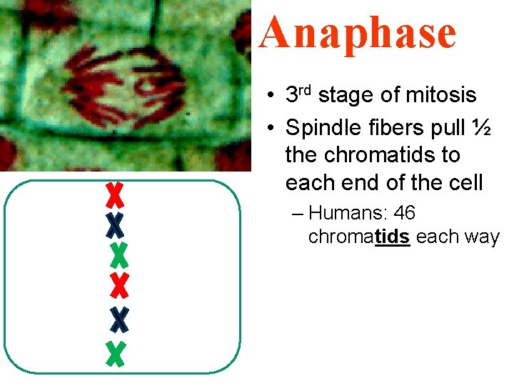 Anaphase • 3 rd stage of mitosis • Spindle fibers pull ½ the chromatids