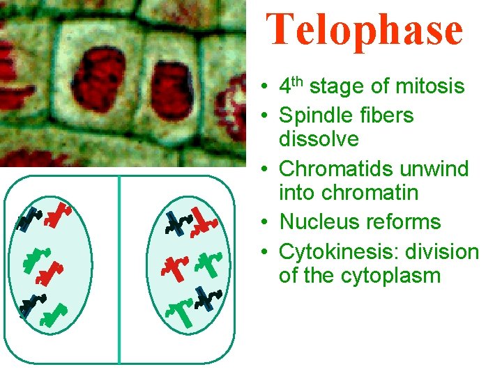 Telophase • 4 th stage of mitosis • Spindle fibers dissolve • Chromatids unwind