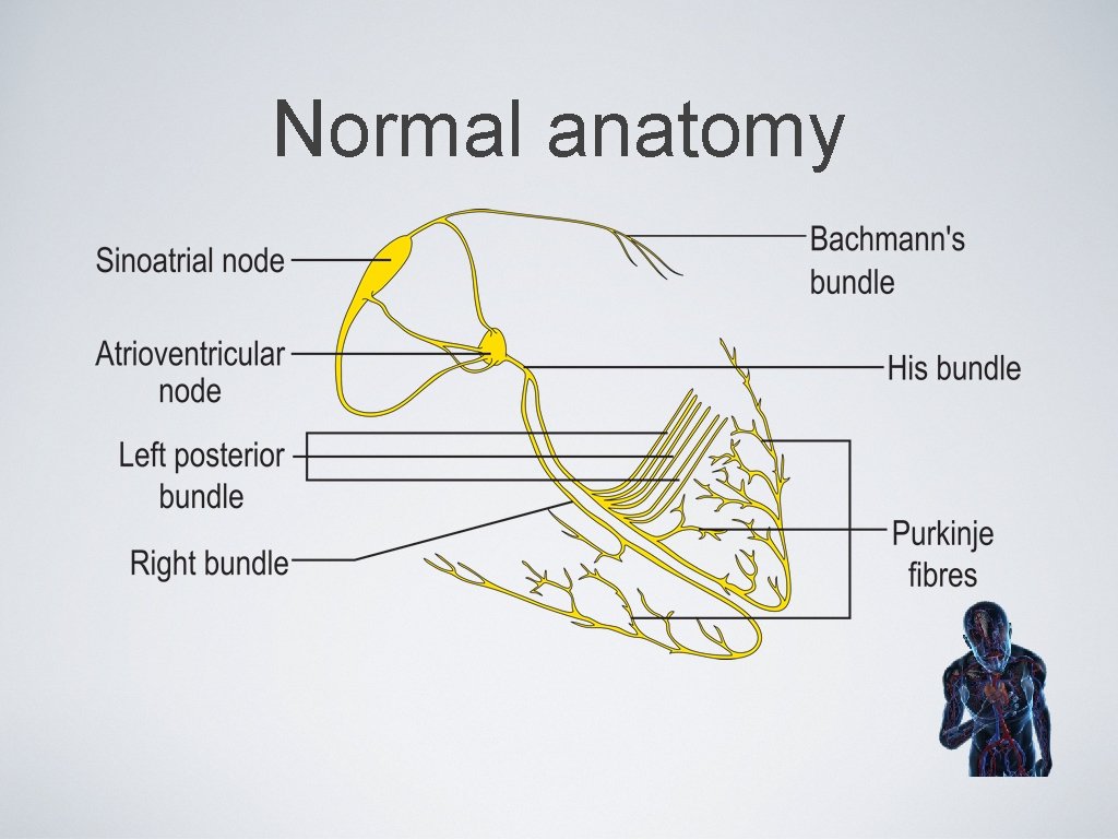 Normal anatomy 