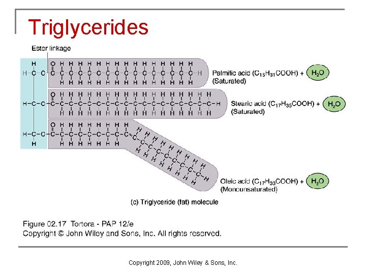 Triglycerides Copyright 2009, John Wiley & Sons, Inc. 