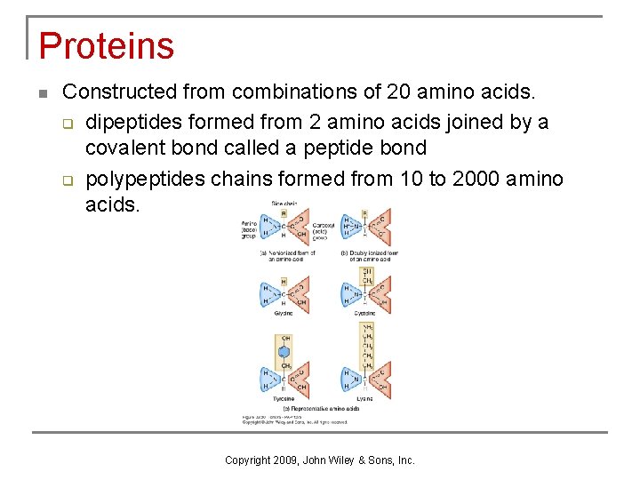 Proteins n Constructed from combinations of 20 amino acids. q dipeptides formed from 2