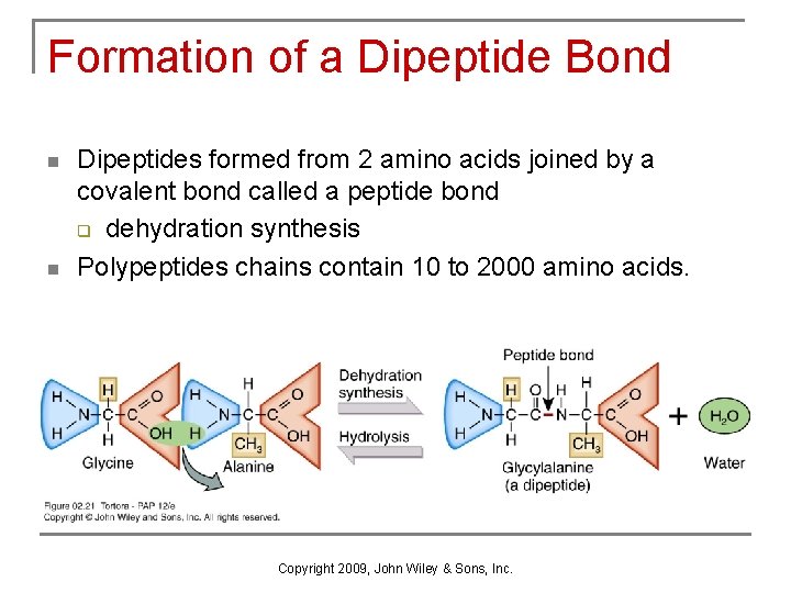 Formation of a Dipeptide Bond n n Dipeptides formed from 2 amino acids joined