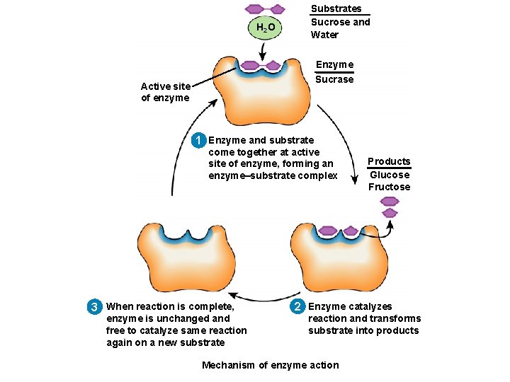 H 2 O Substrates Sucrose and Water Enzyme Sucrase Active site of enzyme 1