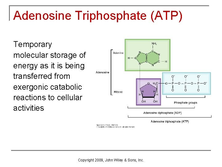 Adenosine Triphosphate (ATP) Temporary molecular storage of energy as it is being transferred from