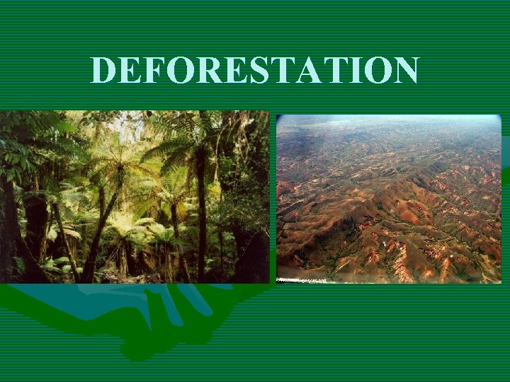 DEFORESTATION DEFORESTATION