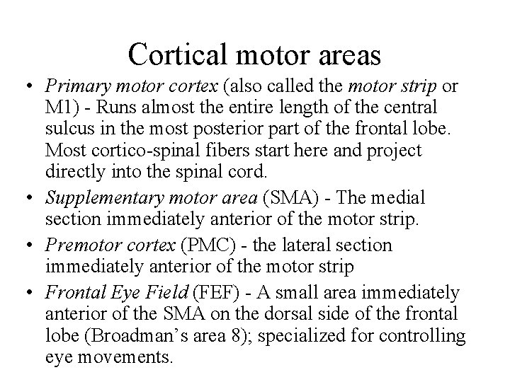 Cortical motor areas • Primary motor cortex (also called the motor strip or M