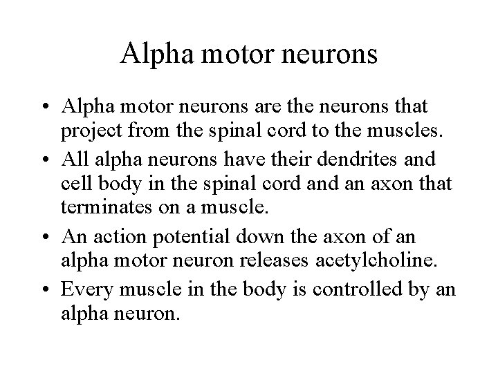 Alpha motor neurons • Alpha motor neurons are the neurons that project from the