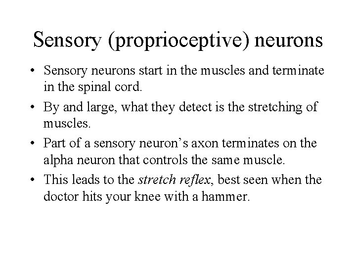 Sensory (proprioceptive) neurons • Sensory neurons start in the muscles and terminate in the