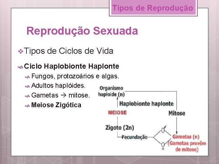 Tipos de Reprodução Sexuada v Tipos Ciclo de Ciclos de Vida Haplobionte Haplonte Fungos,