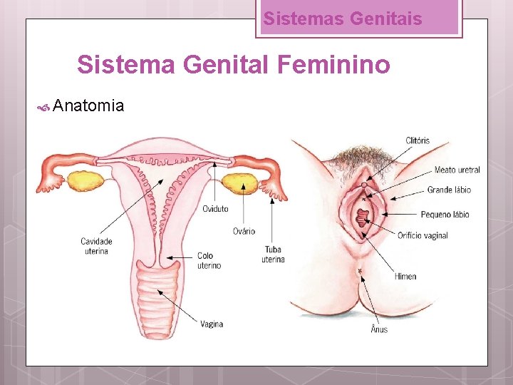 Sistemas Genitais Sistema Genital Feminino Anatomia 