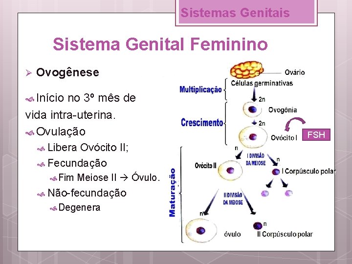 Sistemas Genitais Sistema Genital Feminino Ø Ovogênese Início no 3º mês de vida intra-uterina.