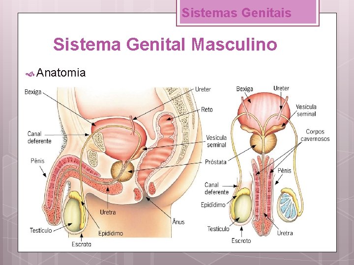 Sistemas Genitais Sistema Genital Masculino Anatomia 