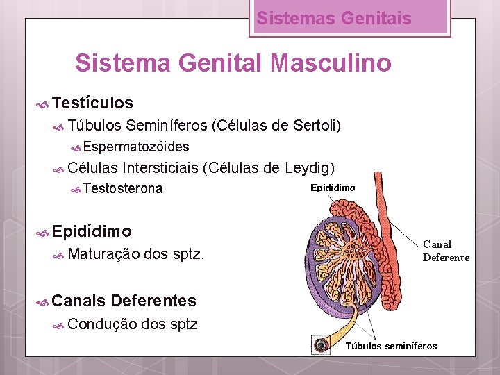 Sistemas Genitais Sistema Genital Masculino Testículos Túbulos Seminíferos (Células de Sertoli) Espermatozóides Células Intersticiais