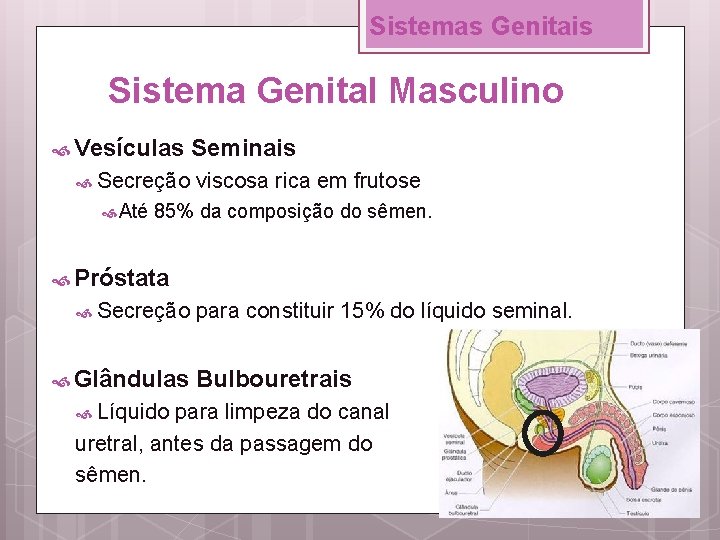 Sistemas Genitais Sistema Genital Masculino Vesículas Secreção Até Seminais viscosa rica em frutose 85%