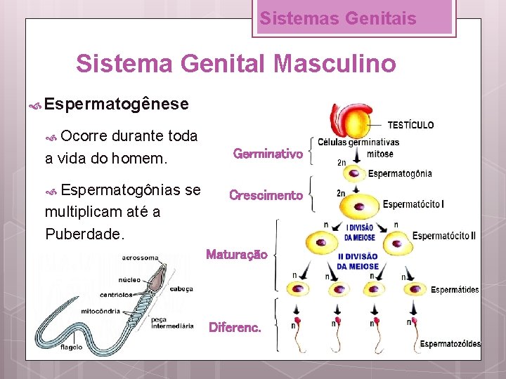 Sistemas Genitais Sistema Genital Masculino Espermatogênese Ocorre durante toda a vida do homem. Espermatogônias