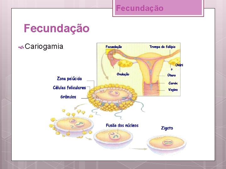 Fecundação Cariogamia 