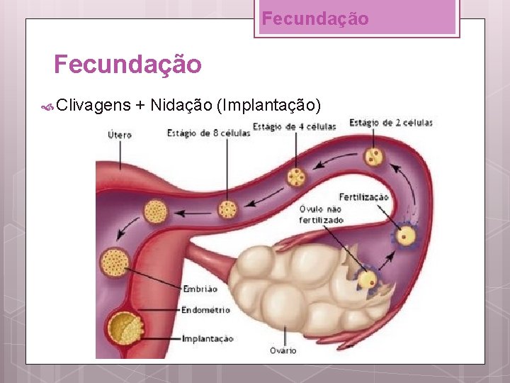Fecundação Clivagens + Nidação (Implantação) 