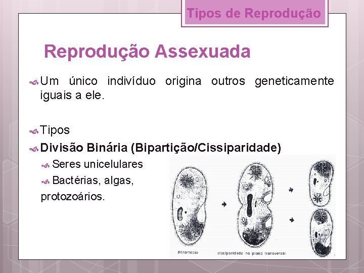 Tipos de Reprodução Assexuada Um único indivíduo origina outros geneticamente iguais a ele. Tipos