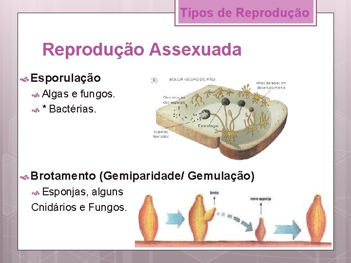 Tipos de Reprodução Assexuada Esporulação Algas e fungos. * Bactérias. Brotamento Esponjas, (Gemiparidade/ Gemulação)