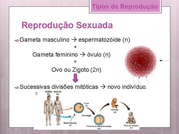 Tipos de Reprodução Sexuada Gameta masculino espermatozóide (n) + Gameta feminino óvulo (n) =