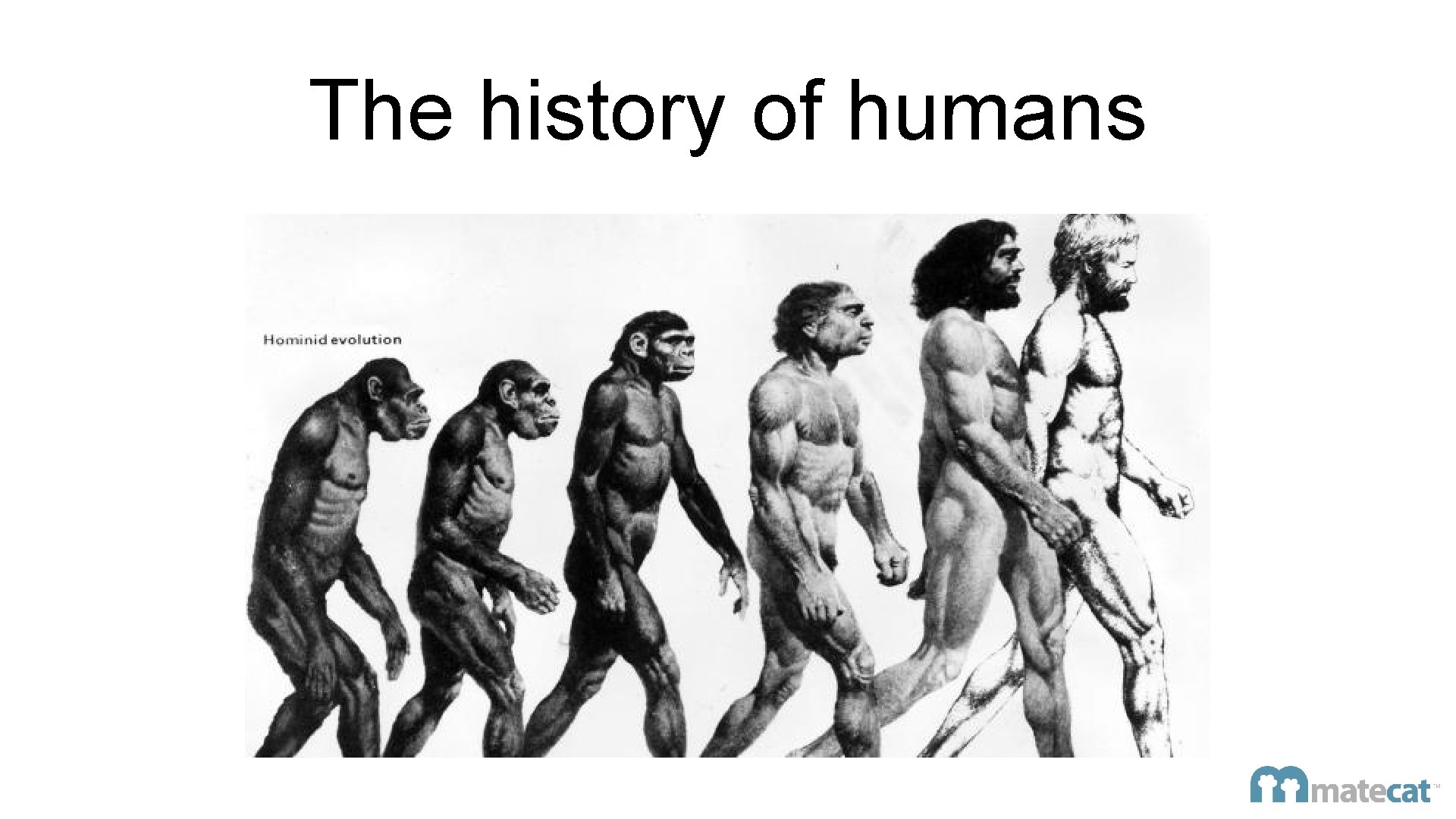 The history of humans 