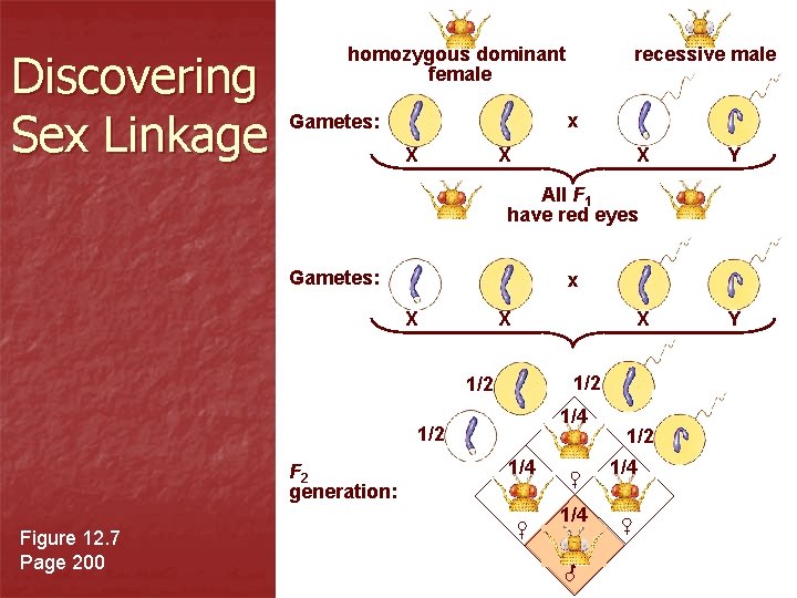 Discovering Sex Linkage homozygous dominant female recessive male x Gametes: X X X Y