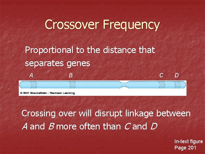 Crossover Frequency Proportional to the distance that separates genes A B C D Crossing Crossover Frequency Proportional to the distance that separates genes A B C D Crossing