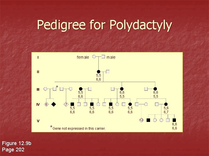 Pedigree for Polydactyly female II 5, 5 6, 6 * III IV 6 5, Pedigree for Polydactyly female II 5, 5 6, 6 * III IV 6 5,
