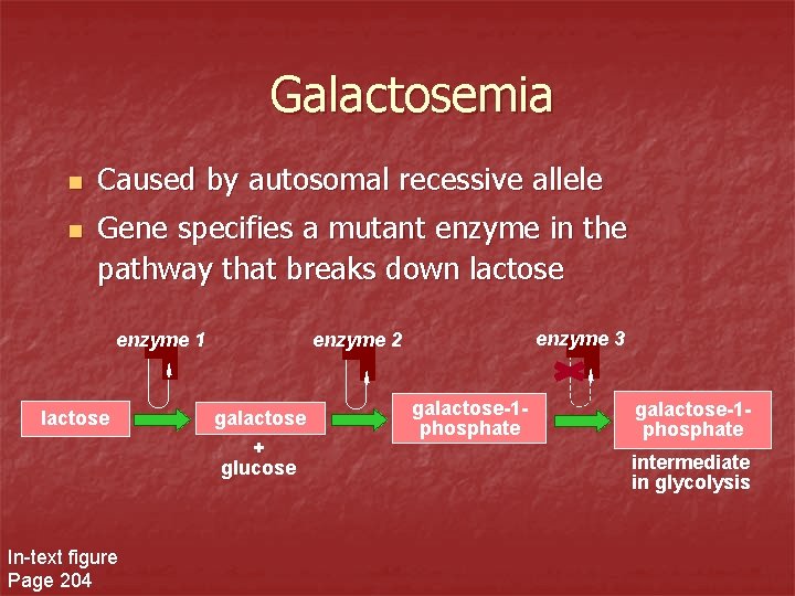 Galactosemia n n Caused by autosomal recessive allele Gene specifies a mutant enzyme in