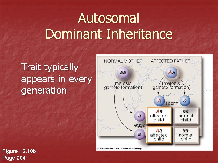 Autosomal Dominant Inheritance Trait typically appears in every generation Figure 12. 10 b Page