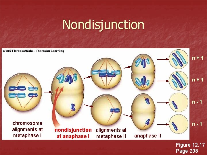 Nondisjunction n+1 n-1 chromosome alignments at metaphase I n-1 nondisjunction alignments at at anaphase