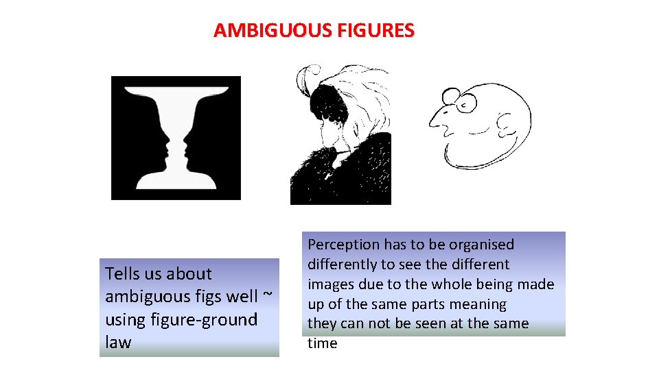 AMBIGUOUS FIGURES Tells us about ambiguous figs well ~ using figure-ground law Perception has