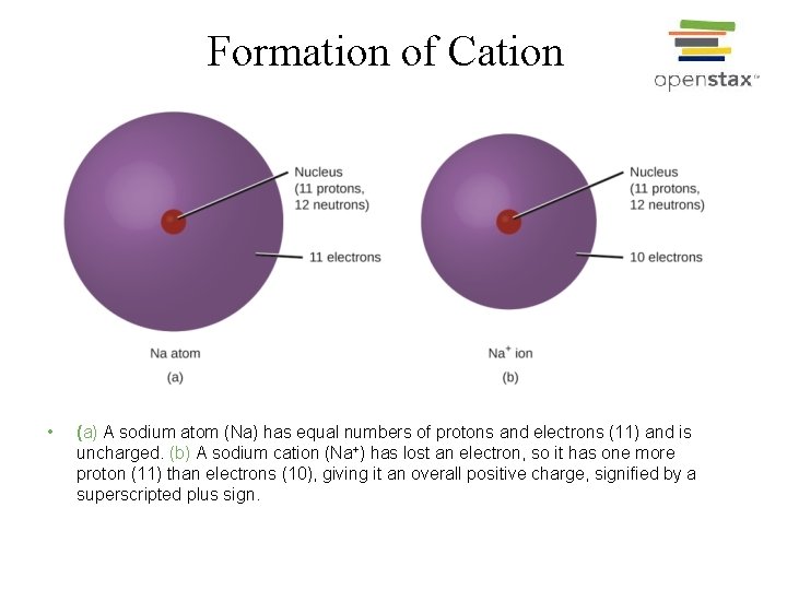 Formation of Cation • (a) A sodium atom (Na) has equal numbers of protons