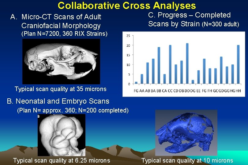 Collaborative Cross Analyses A. Micro-CT Scans of Adult Craniofacial Morphology C. Progress – Completed