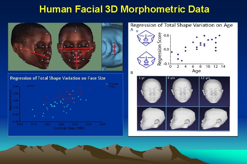 Human Facial 3 D Morphometric Data Regression of Total Shape Variation on Face Size