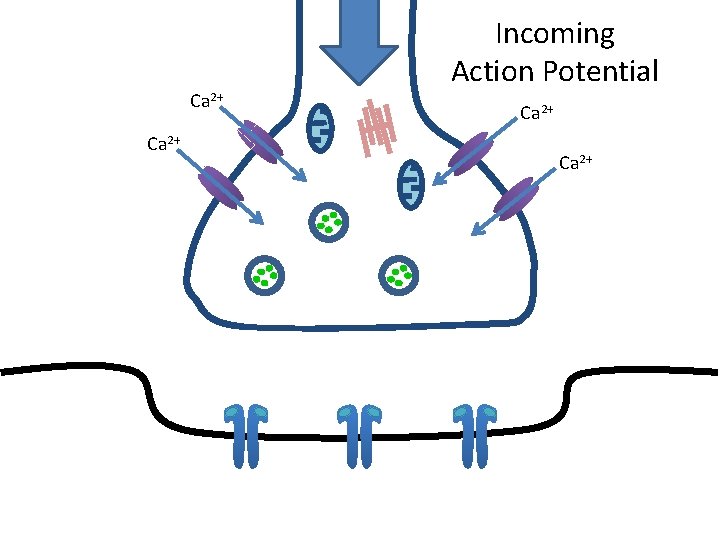 Ca 2+ Incoming Action Potential Ca 2+ 