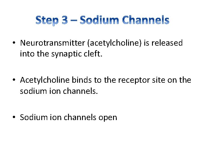  • Neurotransmitter (acetylcholine) is released into the synaptic cleft. • Acetylcholine binds to