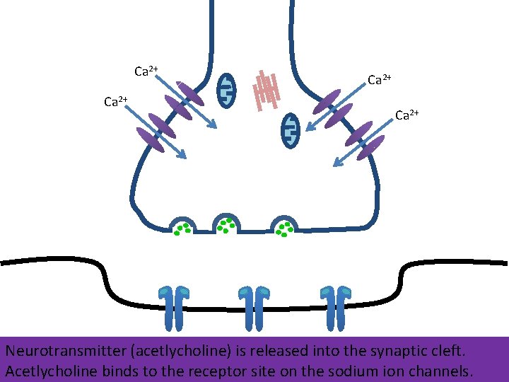 Ca 2+ Neurotransmitter (acetlycholine) is released into the synaptic cleft. Acetlycholine binds to the