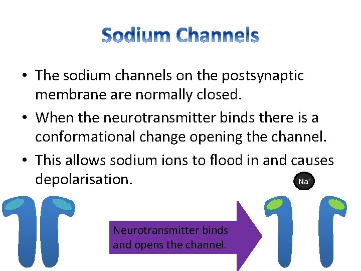  • The sodium channels on the postsynaptic membrane are normally closed. • When