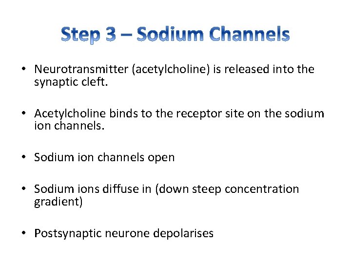  • Neurotransmitter (acetylcholine) is released into the synaptic cleft. • Acetylcholine binds to